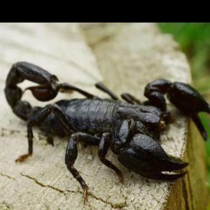 Meet your Posher, Freeman